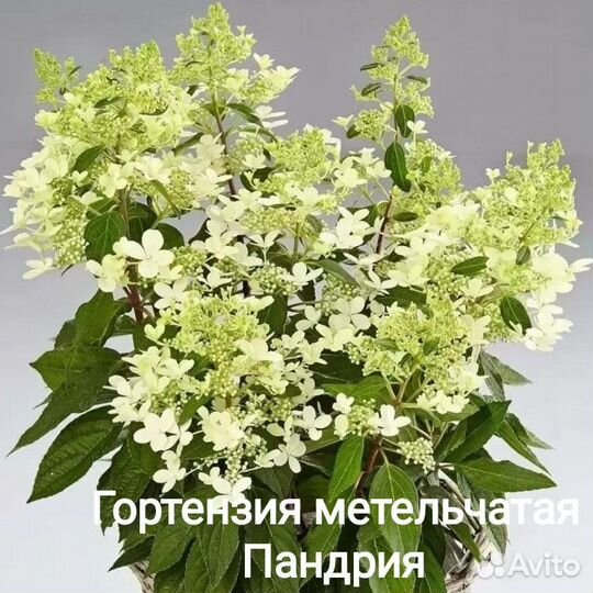 Гортензии метельчатые