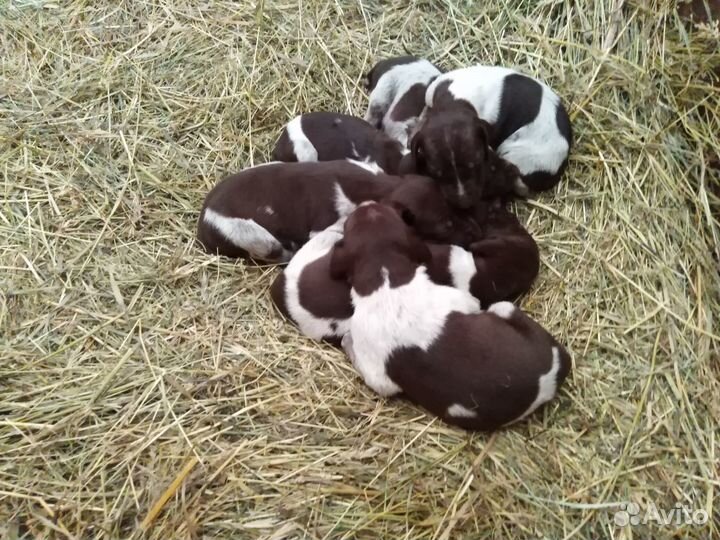 Щенки курцхаара