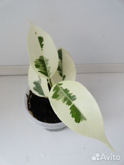 Фикусы Альба, Гавайка, Мунлайт