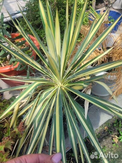 Юкка пестролистная