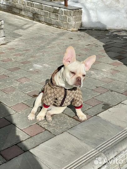 Кофта для собаки