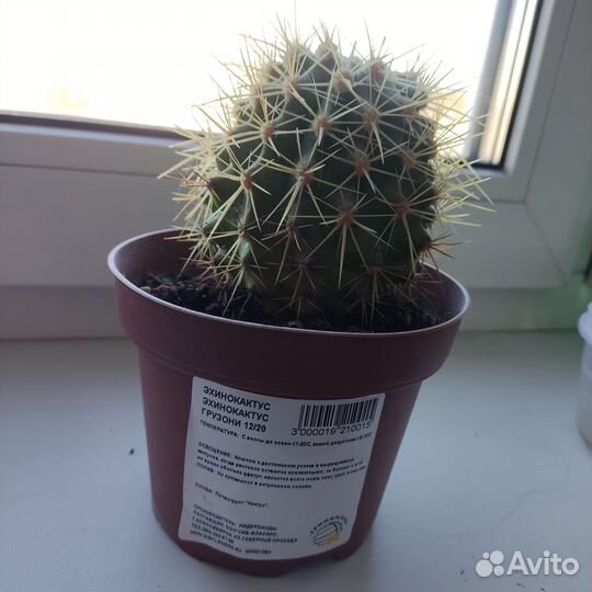 Эхинокактус Грузони в горшке