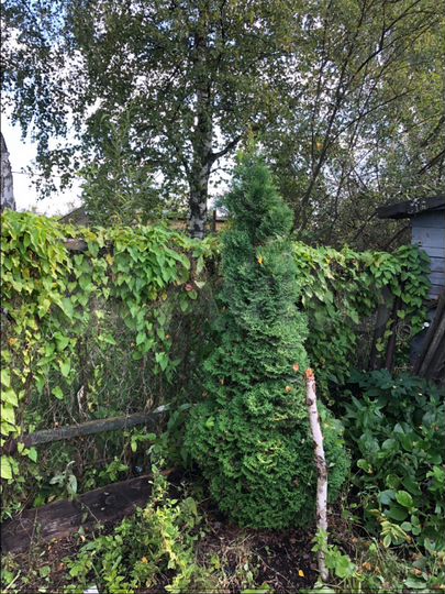 Участок 5,5 сот. (СНТ, ДНП)