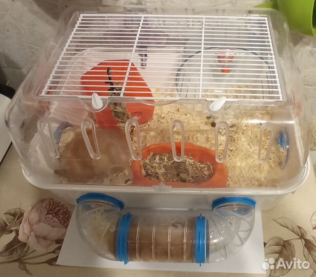 Сирийские хомяки вместе с клеткой и аксессуарами