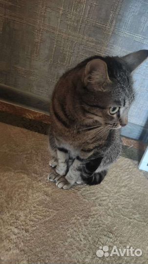 Кошки в добрые руки бесплатно