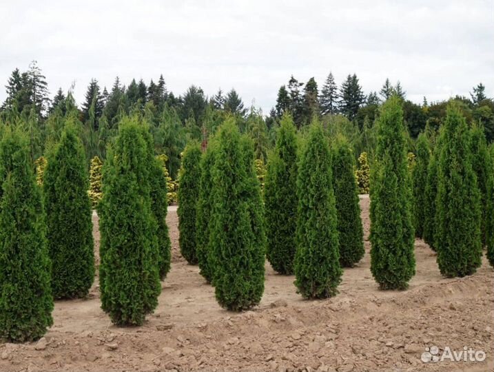 Живая изгородь из туи