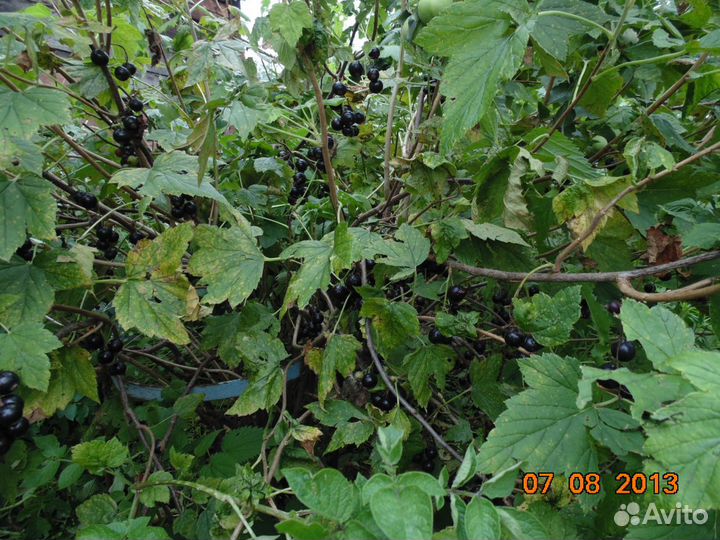 Саженцы чёрная, красная и белая смородина