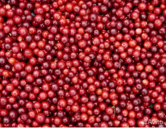 Брусника свежая