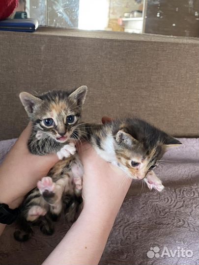 Бенгальская кошка