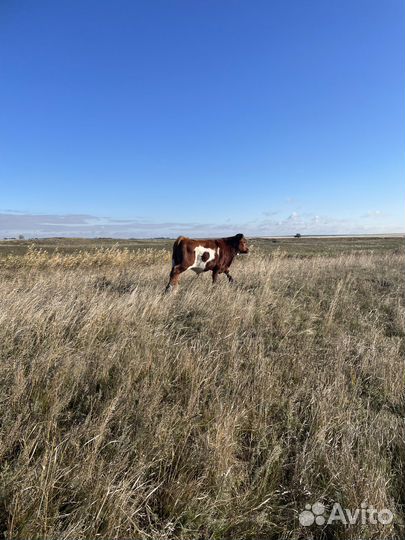 Бычки и телочки