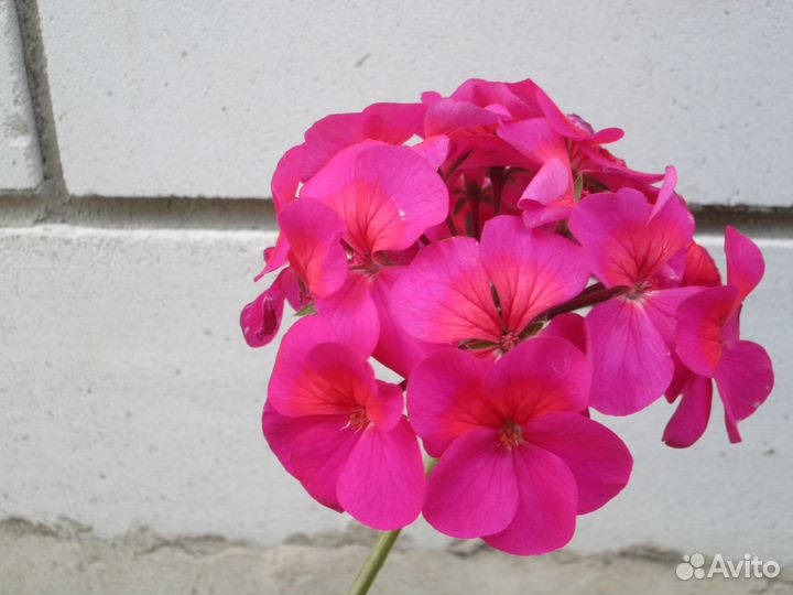 Пеларгонии сортовые 1