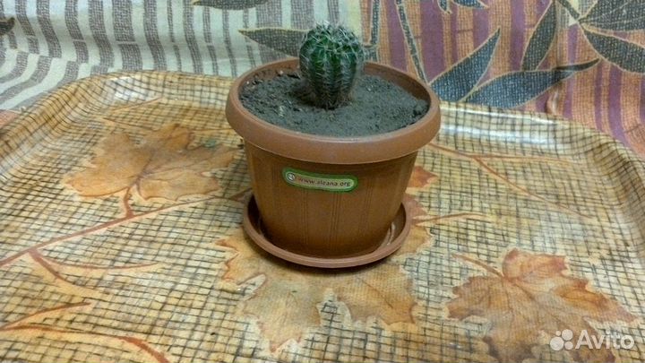 Продам кактус