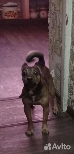 Маленькая собачка