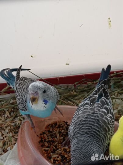 Волнистый попугай птенцы