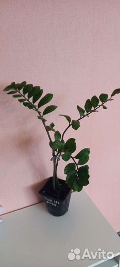 Замиокулькас