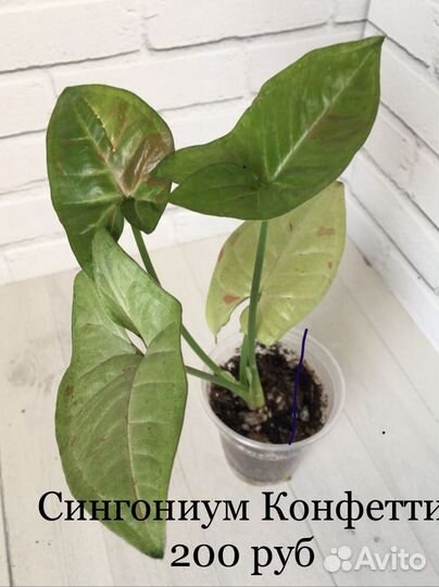 Сингониумы, эпипремнумы