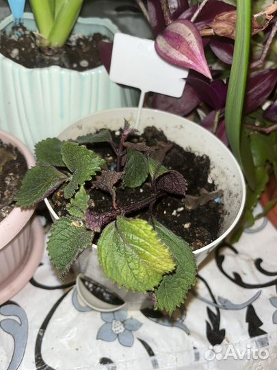 Растения бесплатно