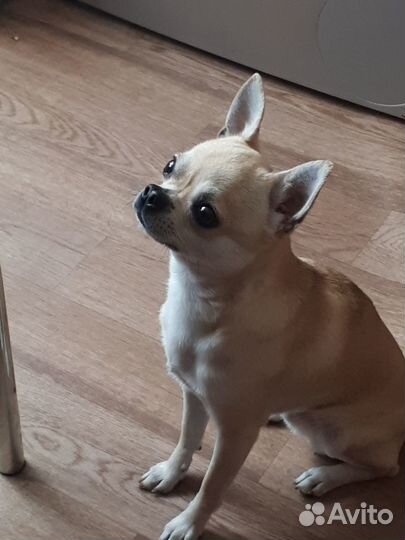 Чихуахуа для вязки. Кобель