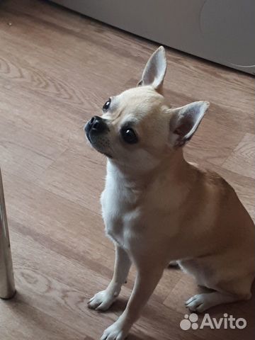 Чихуахуа для вязки. Кобель
