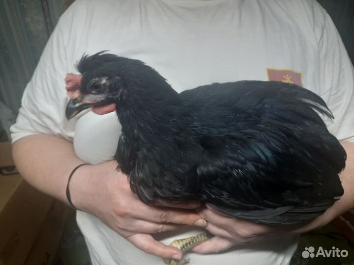 Молодые петухи