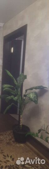 Диффенбахия