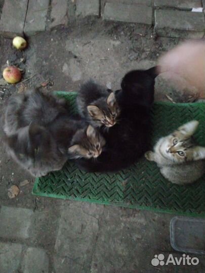 Котята в добрые руки