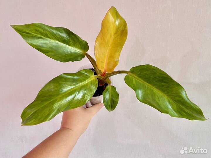 Филодендрон Карамель крем