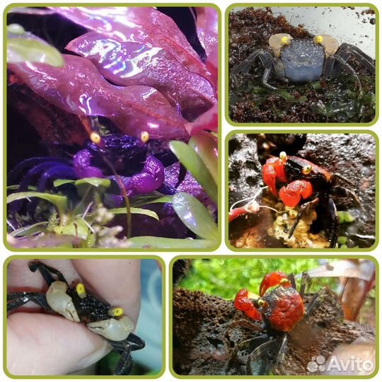 Аквариумные обитатели