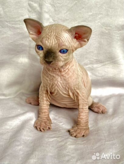 Великолепный мальчик