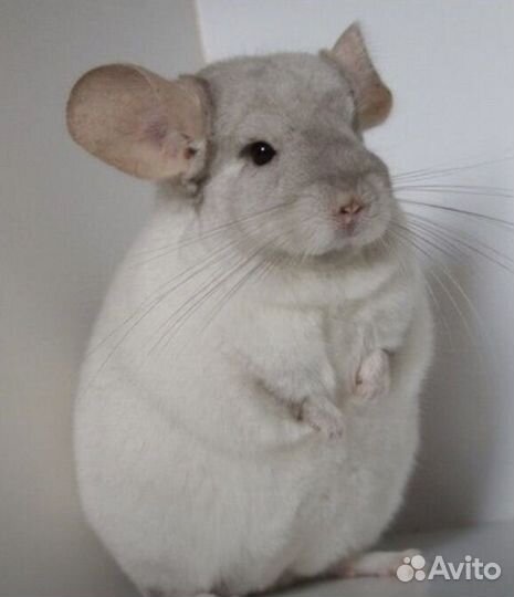 Бело-розовый гетерозиготный шиншилла