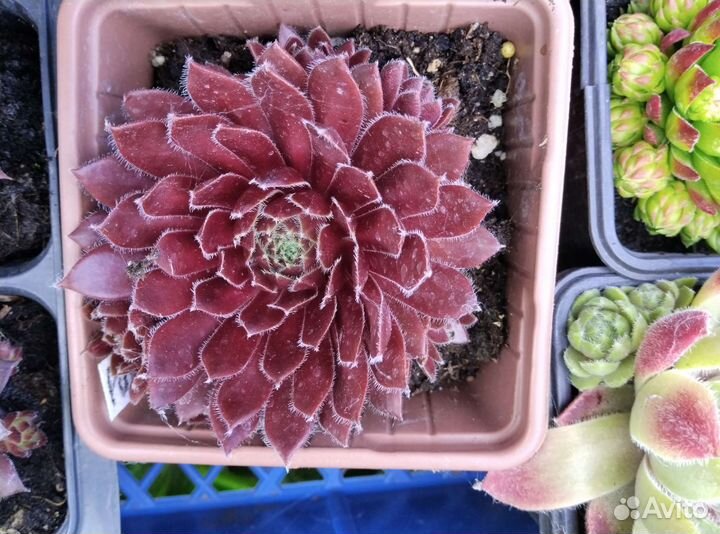 Молодило сортовое