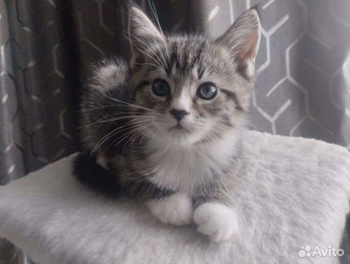 Тигровый табби