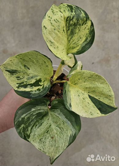 Эпипремнум Марбл эпл