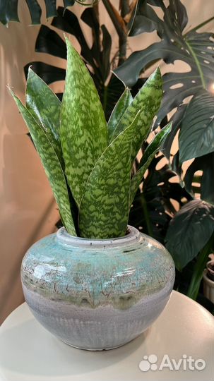 Сансевьерии сортовые