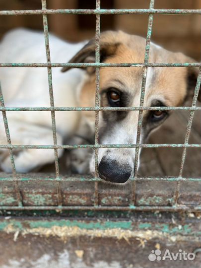 Чудесная девочка-собака Скарлет ищет дом