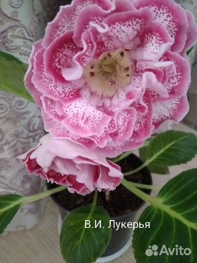 Глоксиния клубни