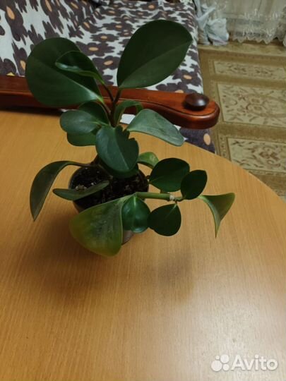 Комнатные цветы