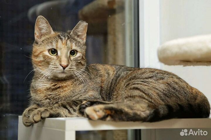 Кошка в дар