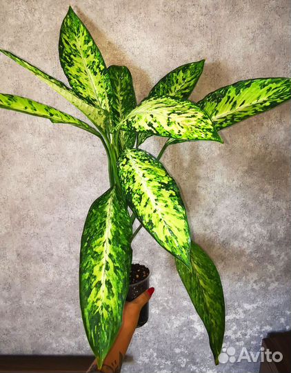 Диффенбахия