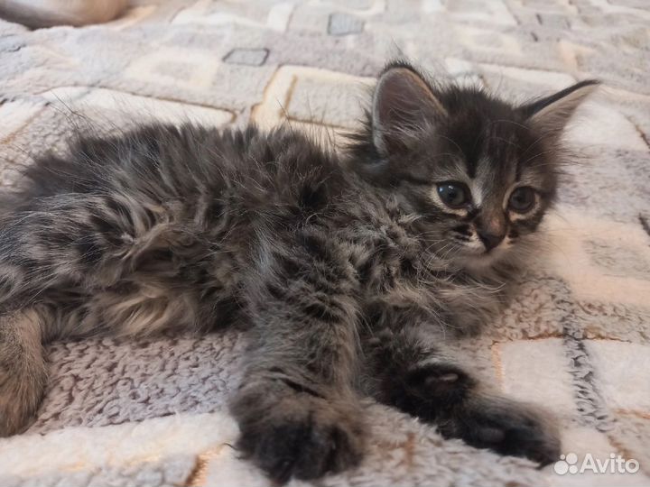 Котенок в дар