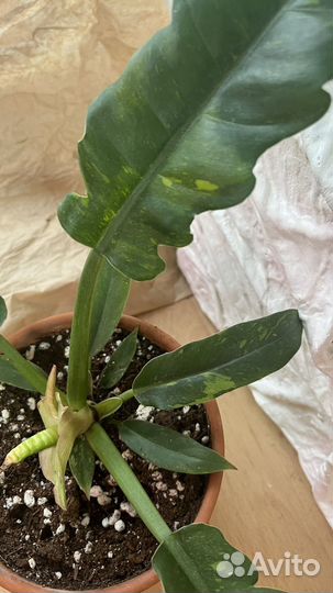 Филодендрон
