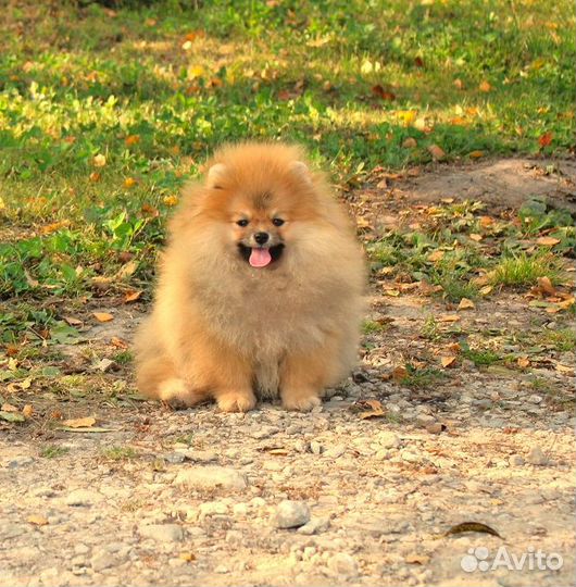 Девочки шпица 1- 2 года, РКФ