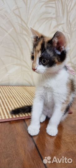 Отдам в добрые руки