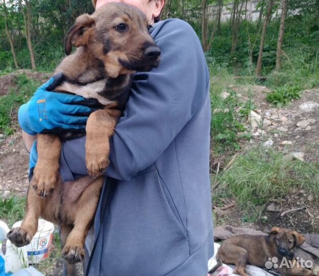 Щенок крупной породы