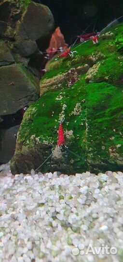 Креветка кардинал (Caridina dennerli)