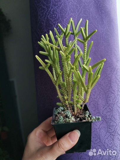 Суккуленты крассула, эчеверия, седум, аихризон