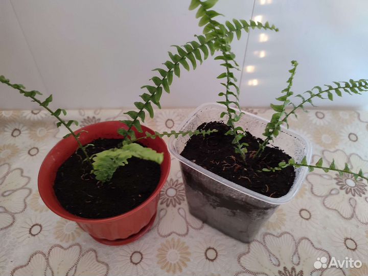 Папоротник мини