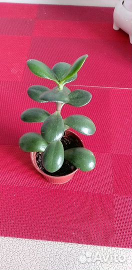 Каланхоэ, красула, спатифиллум