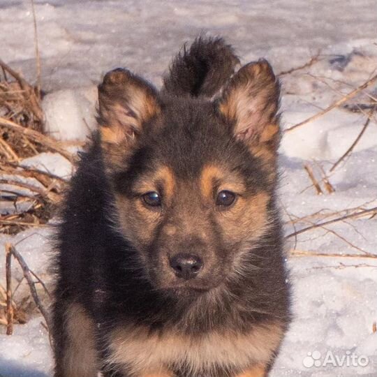 Щенок мальчик