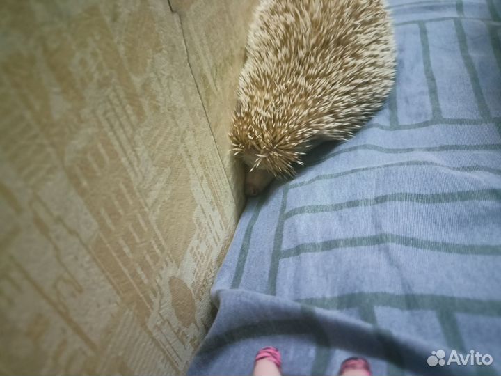 Африканский ежик